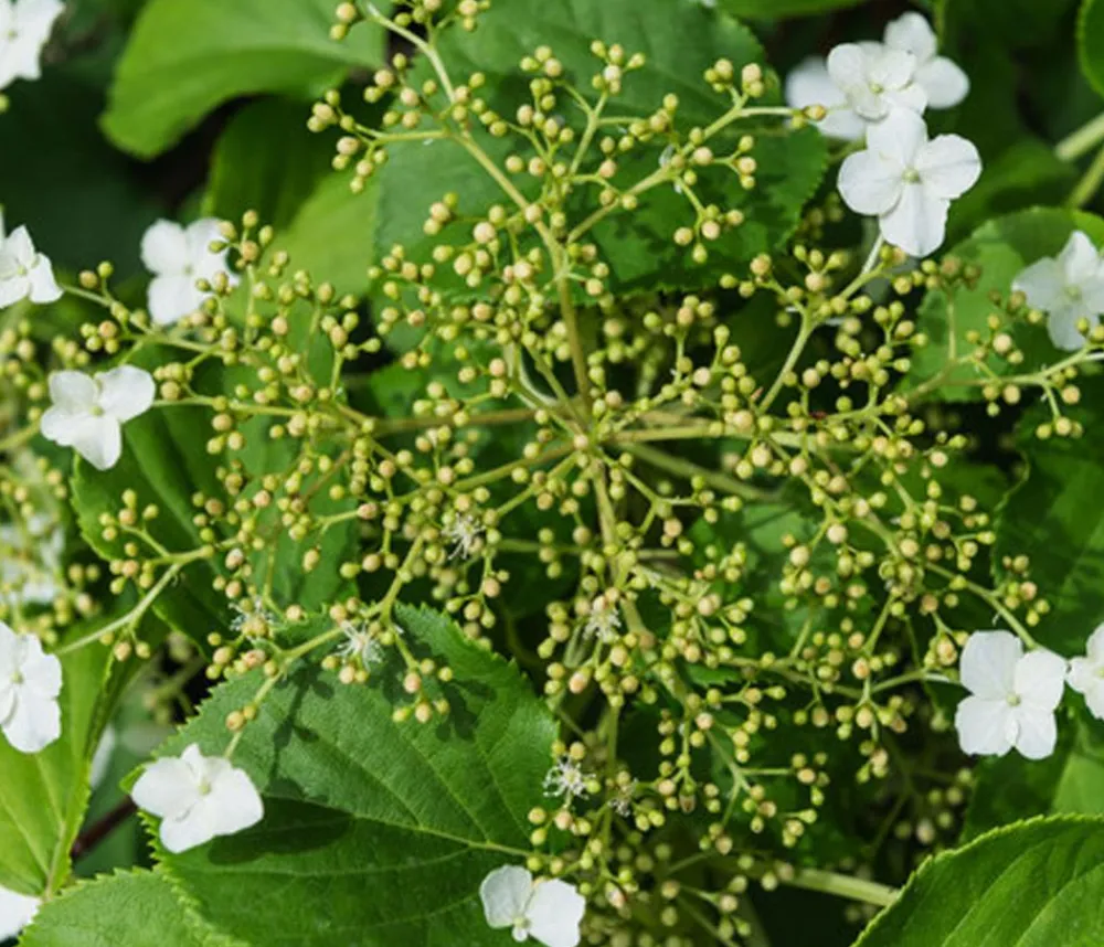 Dehner Kletterpflanzen|Xxl-Gartenpflanzen - Kletter-Hortensie Weiß