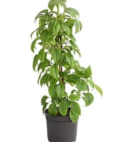 Dehner Kletter-Hortensie 'Crug Coral'® Rosa Discount