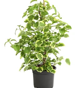 Dehner Kletterpflanzen|Winterharte Kübelpflanzen > Kletter-Hortensie 'Miranda' - Hydrangea