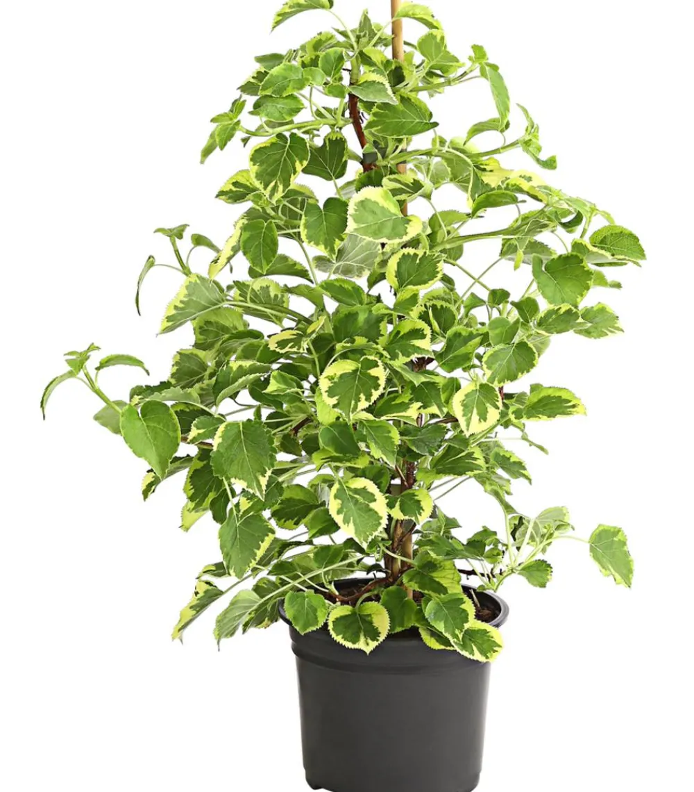 Dehner Kletterpflanzen|Winterharte Kübelpflanzen > Kletter-Hortensie 'Miranda' - Hydrangea