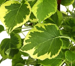 Dehner Kletterpflanzen|Winterharte Kübelpflanzen > Kletter-Hortensie 'Miranda' - Hydrangea