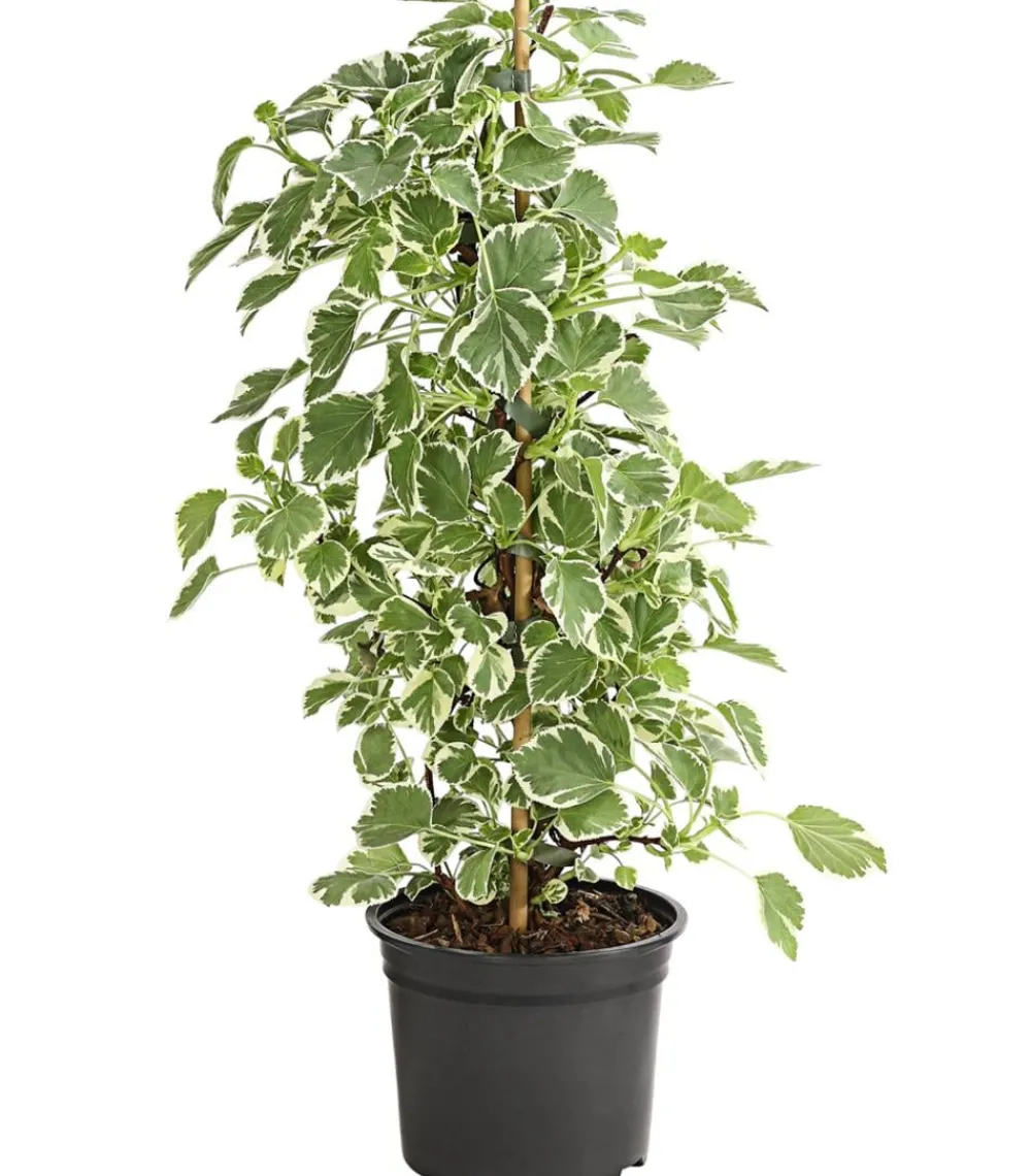 Dehner Hortensien|Kletterpflanzen - Kletter-Hortensie 'Silver Lining' Weiß