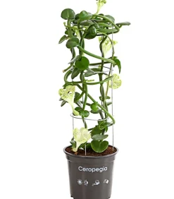 Dehner Kletternde Leuchterblume - Ceropegia sandersonii, Säule New