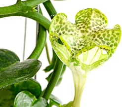 Dehner Kletternde Leuchterblume - Ceropegia sandersonii, Säule New