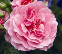 Dehner Kletterrose 'Camelot®' Rosa Hot