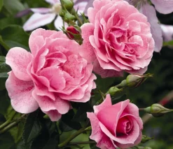 Dehner Kletterrose 'Camelot®' Rosa Hot