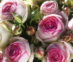 Dehner Rosen > Kletterrose 'Eden Rose®'
