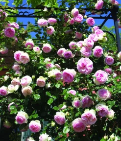 Dehner Rosen > Kletterrose 'Eden Rose®'