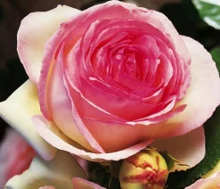 Dehner Rosen > Kletterrose 'Eden Rose®'