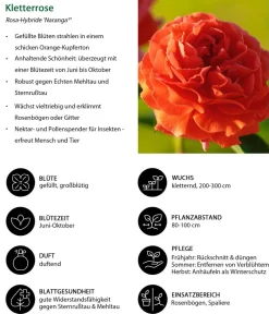 Dehner Rosen - Kletterrose 'Naranga®' Orange