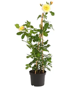 Dehner Kletterrosen 'Klettermaxe®' Best