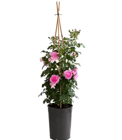 Dehner Kletterrosen, verschiedene Sorten Hot
