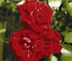 Dehner Rosen|Kletterpflanzen - Kletterrose 'Santana®'