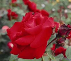 Dehner Rosen|Kletterpflanzen - Kletterrose 'Santana®'