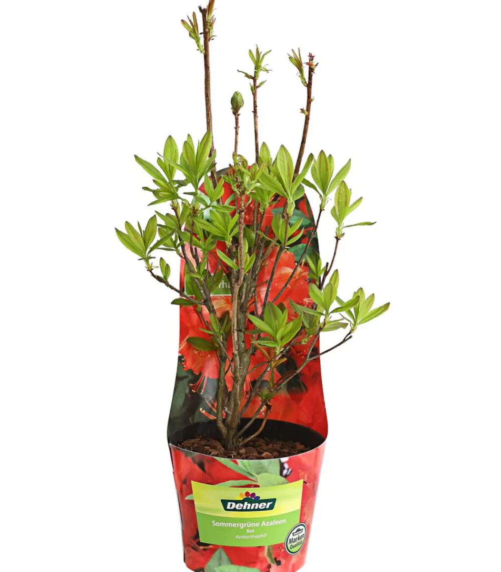 Dehner Knap-Hill-Azaleen Rot Outlet