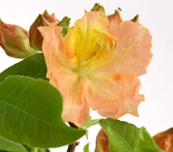 Dehner Rhododendren|Blühende Sträucher - Knap-Hill-Azaleen Orange
