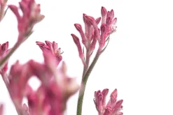 Dehner Kängurupfote, verschiedene Farben New