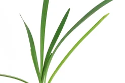 Dehner Garten- & Heilkräuter|Küchenkräuter - Knobi-Gras Grün
