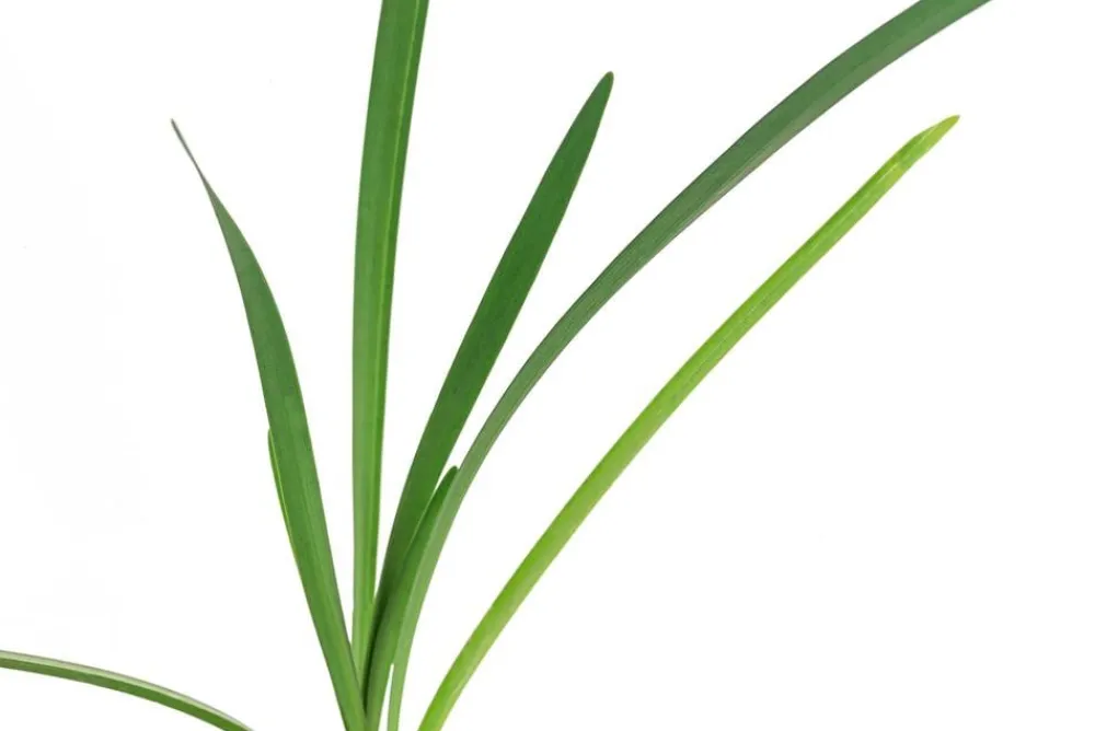 Dehner Garten- & Heilkräuter|Küchenkräuter - Knobi-Gras Grün
