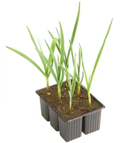 Dehner Gartengemüse - Knoblauch, 6er Schale Weiß