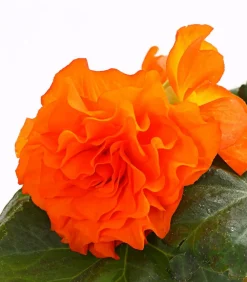 Dehner Knollenbegonie, verschiedene Farben Best