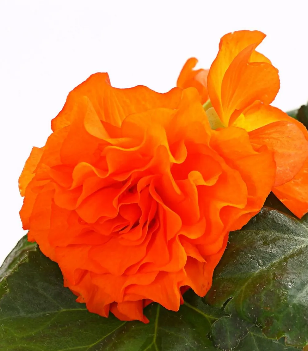Dehner Knollenbegonie, verschiedene Farben Best