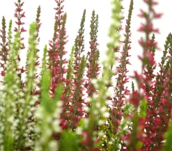 Garden Girls Grabschmuck & Grabgestaltung > Knospenheide-Duo 'Twin-Girls®', verschiedene Farben