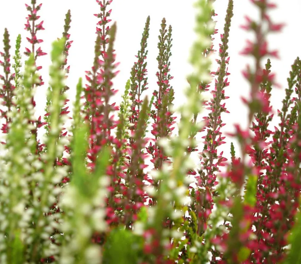 Garden Girls Grabschmuck & Grabgestaltung > Knospenheide-Duo 'Twin-Girls®', verschiedene Farben