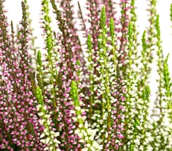 Garden Girls Grabschmuck & Grabgestaltung > Knospenheide-Duo 'Twin-Girls®', verschiedene Farben