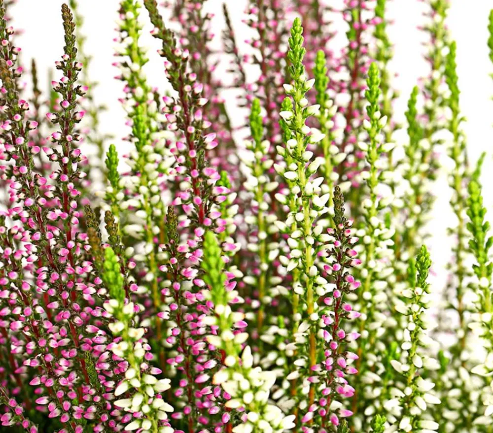 Garden Girls Grabschmuck & Grabgestaltung > Knospenheide-Duo 'Twin-Girls®', verschiedene Farben