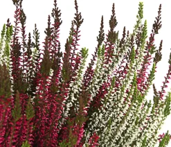 Garden Girls Grabschmuck & Grabgestaltung - Knospenheide-Duo 'Twin-Girls®', verschiedene Farben