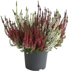 Garden Girls Grabschmuck & Grabgestaltung - Knospenheide-Duo 'Twin-Girls®', verschiedene Farben