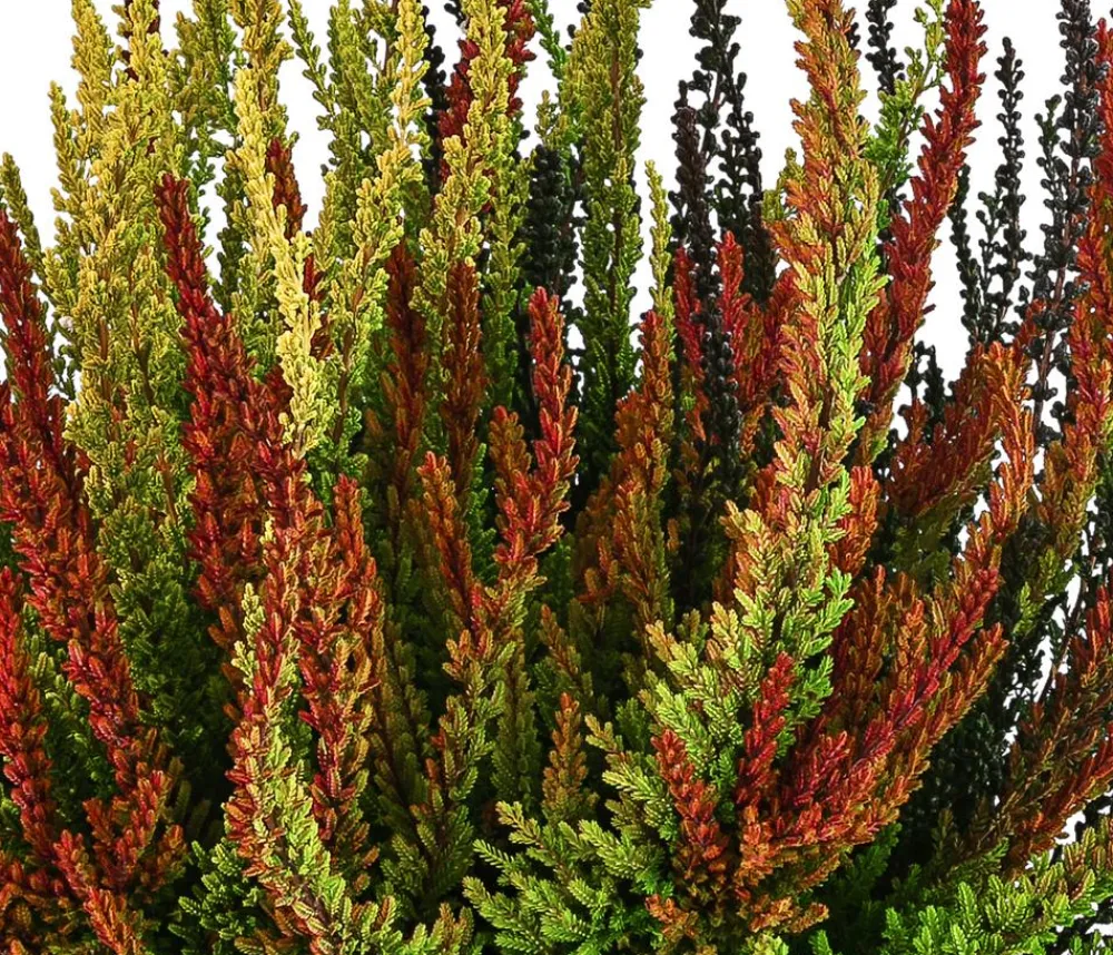 Garden Girls Knospenheide 'Sunset Fire®' Discount