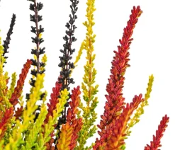 Garden Girls Grabschmuck & Grabgestaltung - Knospenheide 'Sunset Fire®'
