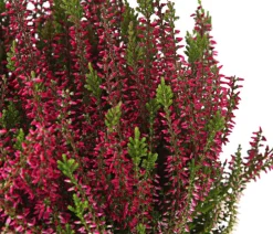Garden Girls Grabschmuck & Grabgestaltung - Knospenheide, verschiedene Farben