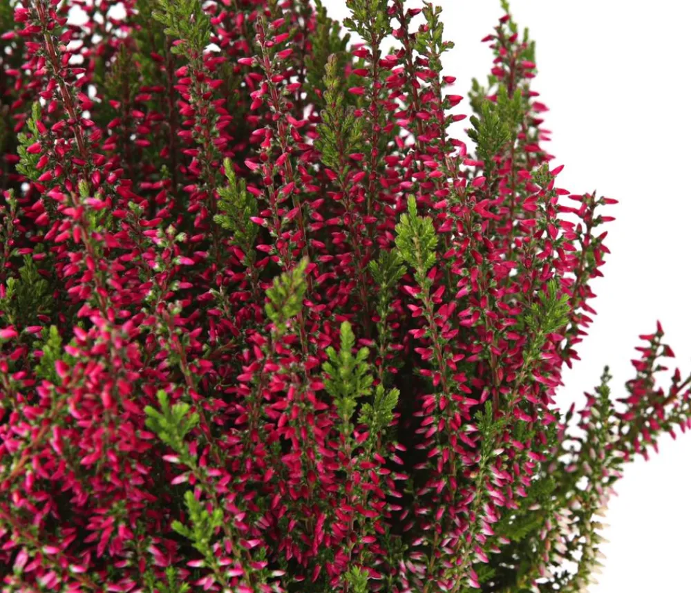 Garden Girls Grabschmuck & Grabgestaltung - Knospenheide, verschiedene Farben