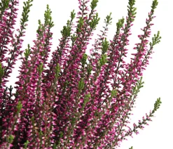 Garden Girls Grabschmuck & Grabgestaltung - Knospenheide, verschiedene Farben