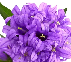 Dehner Sommerstauden|Glockenblumen - Knäuel-Glockenblume Lila