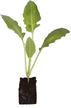 Dehner Kohlrabi, weiß, 12er Schale Hellgrün Sale
