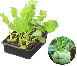 Dehner Kohlrabi, weiß, 12er Schale Hellgrün Sale