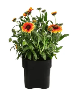 Dehner Sommerstauden > Kokardenblume, verschiedene Sorten