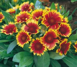 Dehner Sommerstauden > Kokardenblume, verschiedene Sorten