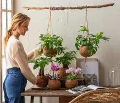 Dehner Hängepflanzen|Zimmerpflanzen Mit Übertopf > Kokodama-Ampel Fensterblatt - Monstera minima/Rhaphidophora tetrasperma