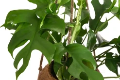 Dehner Hängepflanzen|Zimmerpflanzen Mit Übertopf > Kokodama-Ampel Fensterblatt - Monstera minima/Rhaphidophora tetrasperma