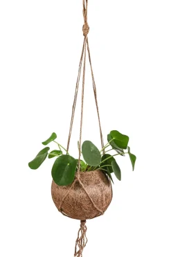 Dehner Hängepflanzen|Zimmerpflanzen Mit Übertopf - Kokodama-Ampel Glückstaler - Pilea peperomioides Grün