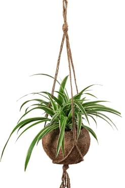 Dehner Kokodama-Ampel lilie - Chlorophytum Clearance