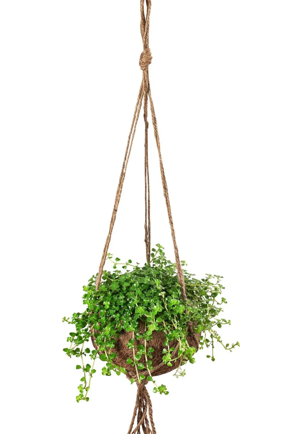 Dehner Hängepflanzen|Zimmerpflanzen Mit Übertopf - Kokodama-Ampel Kanonierblume - Pilea depressa Hellgrün