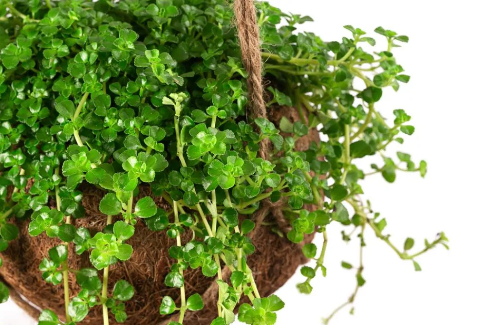 Dehner Hängepflanzen|Zimmerpflanzen Mit Übertopf - Kokodama-Ampel Kanonierblume - Pilea depressa Hellgrün