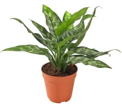 Dehner Grünpflanzen - Kolbenfaden - Aglaonema