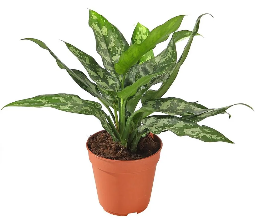 Dehner Grünpflanzen - Kolbenfaden - Aglaonema
